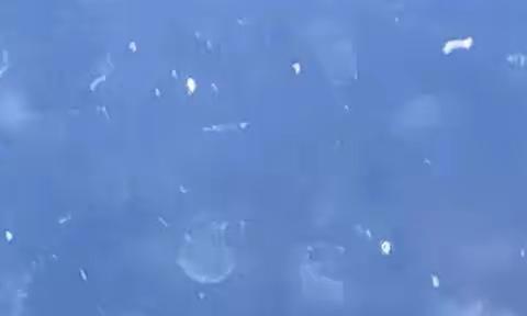 你知视频中的生物是什么吗？