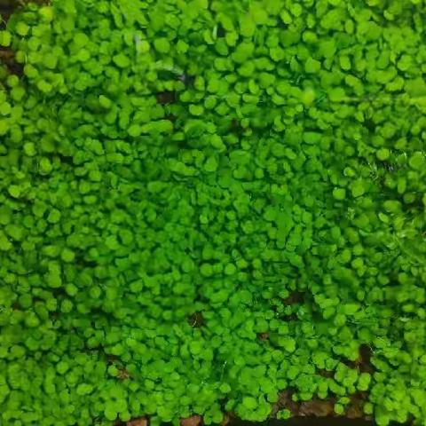 小人物心中的大天地