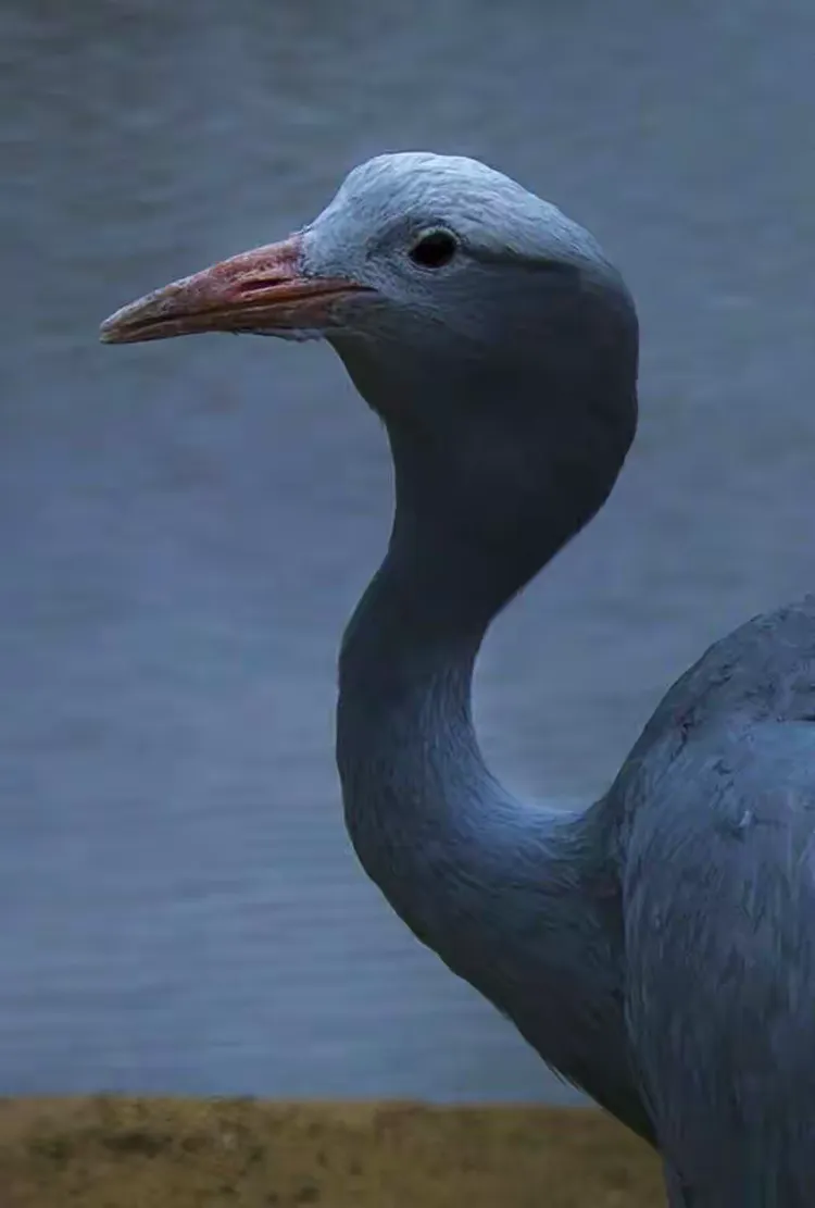 白锁亮影像一一丹顶鶴的故乡