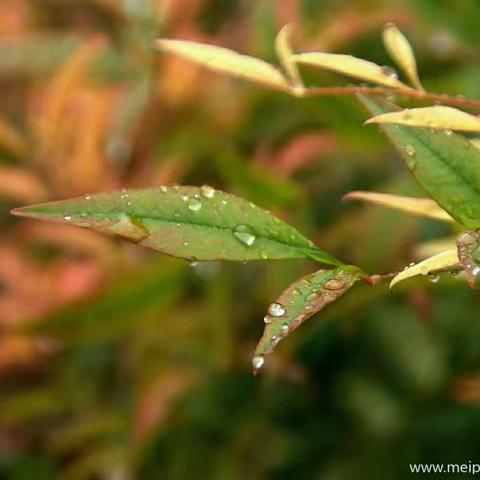 秋雨微凉