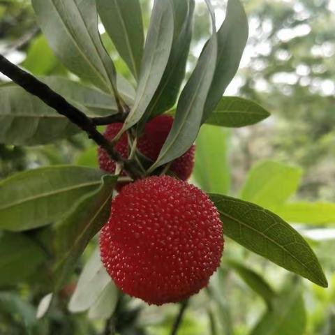 🌿端午到 夏至浓 少年携手研学“梅”课堂🌿