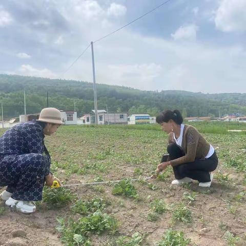 狠抓油菜田间管理，盼望秋季丰收