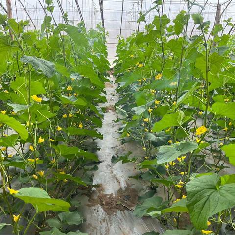 重兴镇东风村——“订单农业”托起农民增收致富新希望