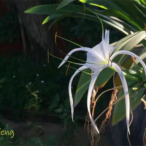 花卉 (印度尼西亚)