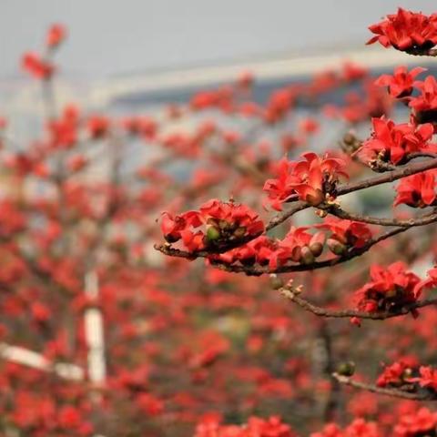 羊城冬日木棉艳      甘孜教育始盛开