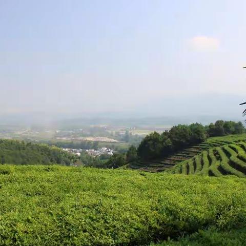 闻茶香遍野，忆稻花丰年