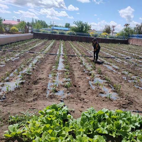 【音德尔镇】巾帼齐行动 让庭院经济遍地开花