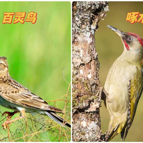 百灵鸟和啄木鸟