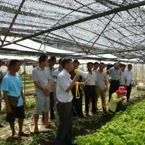 我院与海口市农业局联合举办灾后恢复生产及夏秋季叶菜生产技术培训班