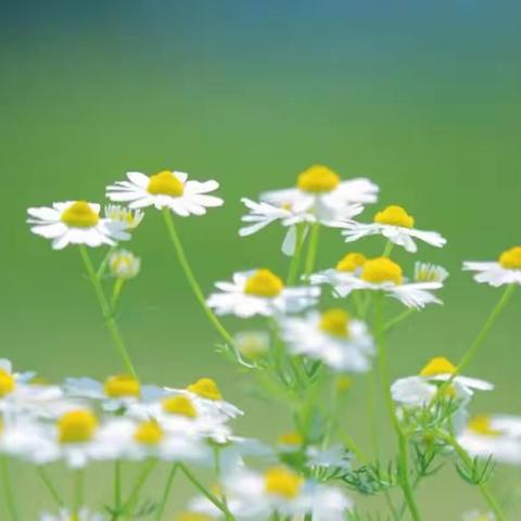 抽丝剥茧 务实求真——308 付延玉 小语骨干先锋队七月活动纪实