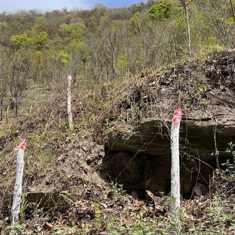 实施板栗嫁接改造 助力乡村产业振兴