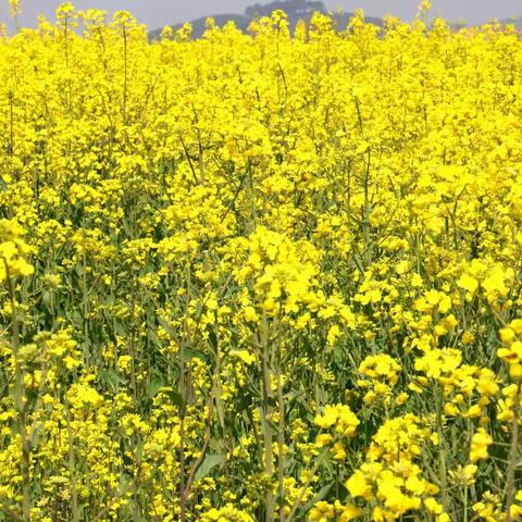 油菜花开金灿灿