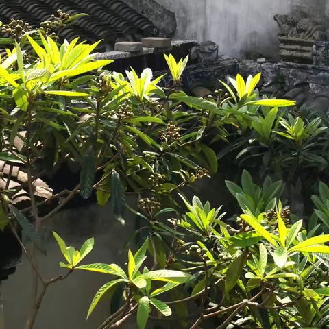 农家小院 春意盎然