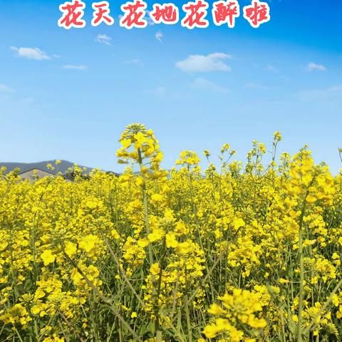 花天花地“花”醉啦！