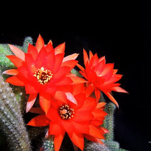 娇艳欲滴，人见人爱