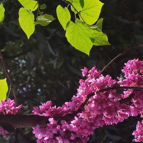 我们和春天在一起