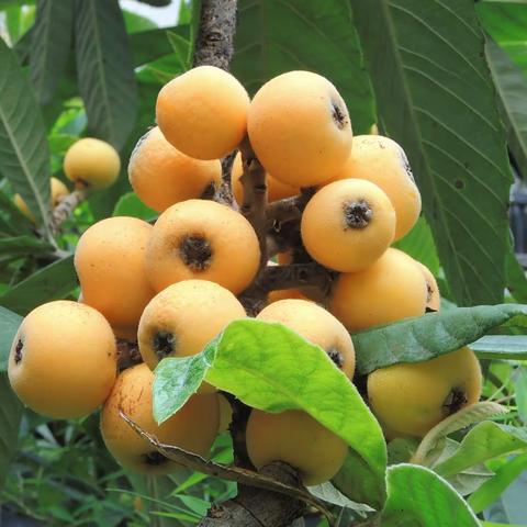 您吃过枇杷吗？