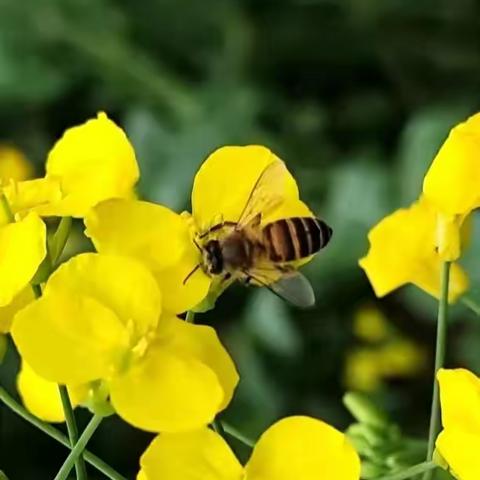 我们像蜜蜂 ，闻香而舞