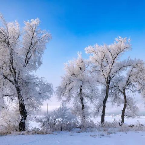 寒江雪柳，玉树琼花﻿