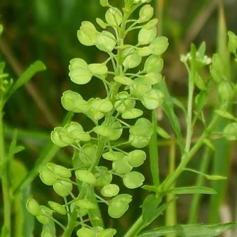 三月三，荠菜赛灵丹