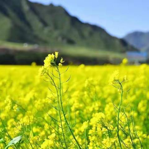 春暖花开，静待开学