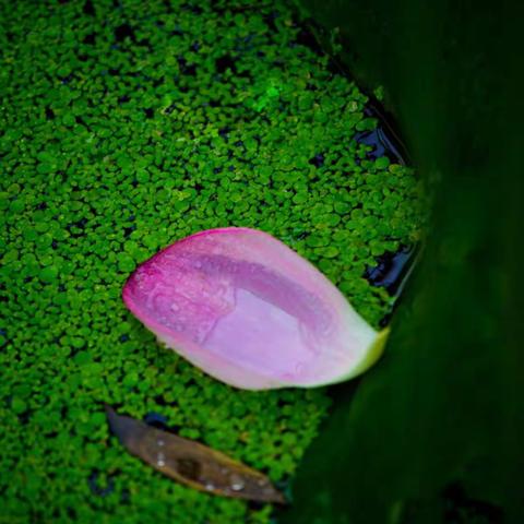 木鱼山拍荷之(3)～荷花残