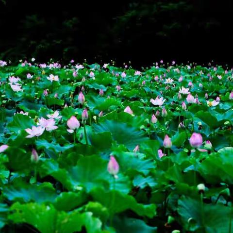 木鱼山拍荷之(2)～荷花艳
