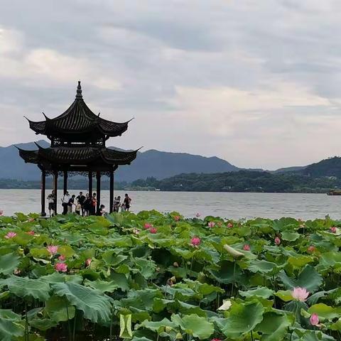 雨西湖•荷韵