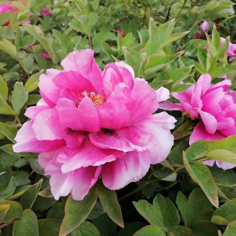 张晓花Ⅱ赏花无需去洛阳，凤翔东湖是最佳