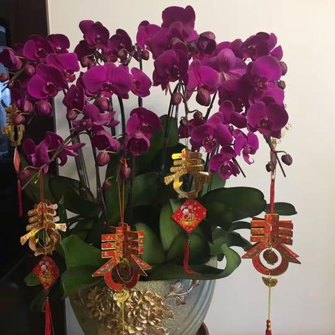 春节快乐🎉🎊