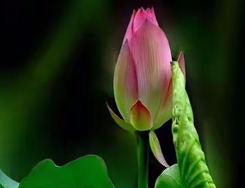 毕业元年同学照片（1981年）