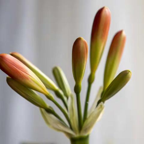 君子兰开花 - 一天一拍