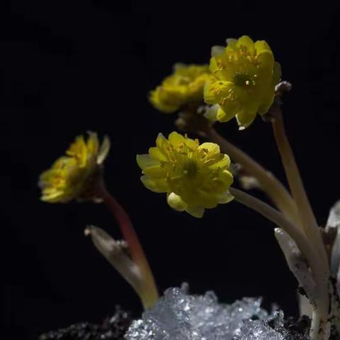 看得百花艳，闻得百花香