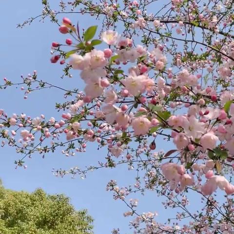 “春雨润于心，清明融于情”繁荣路幼儿园邱家庄子分园小班级部清明节系列活动