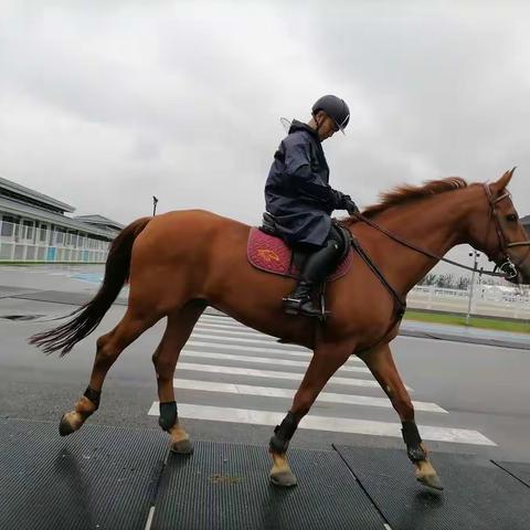 西咸新区强化十四运赛马检疫应急工作    保障马匹健康参赛