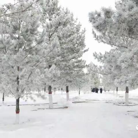 以图写作：冬韵·雪凇