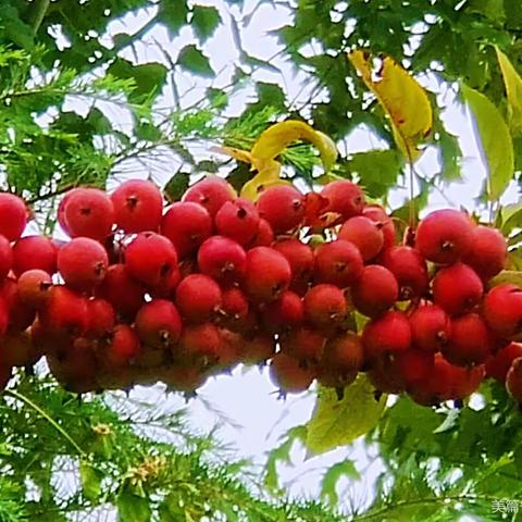 现代诗 又见海棠果儿红