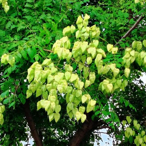 清风摇枝风铃响 栾树金黄自然秋