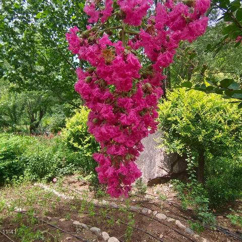 七夕中国情人节 欣赏山乡花烂漫