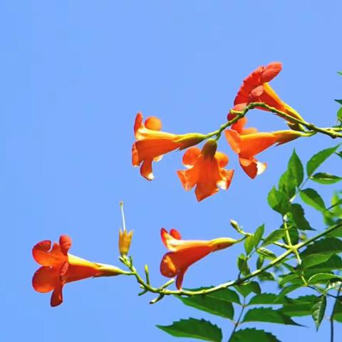 仲秋庭院凌霄花