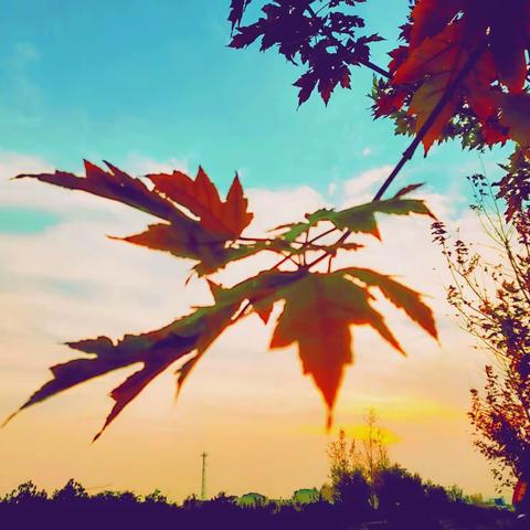 一叶知秋观枫叶 绿变黄红秋渐浓