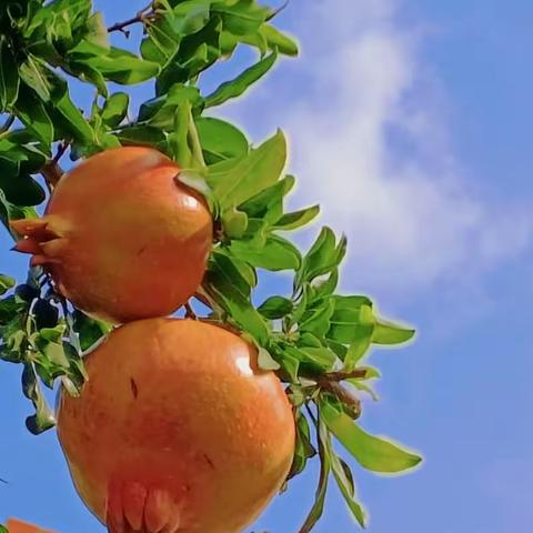 石榴红红情浓浓