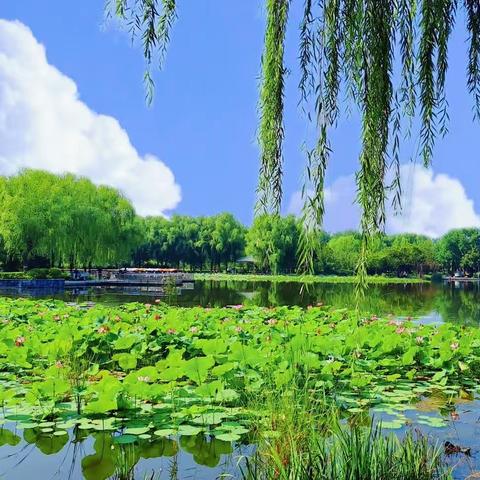 荷塘秋韵(组诗)