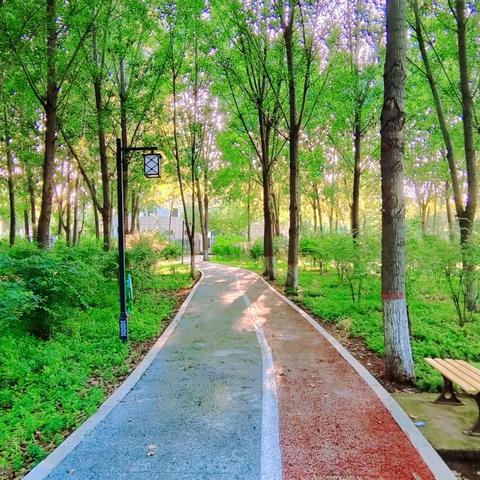 夏秋之交 城西绿廊风景独好