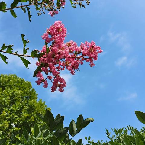 秋初周末 我把紫薇粘贴在 蓝天白云上