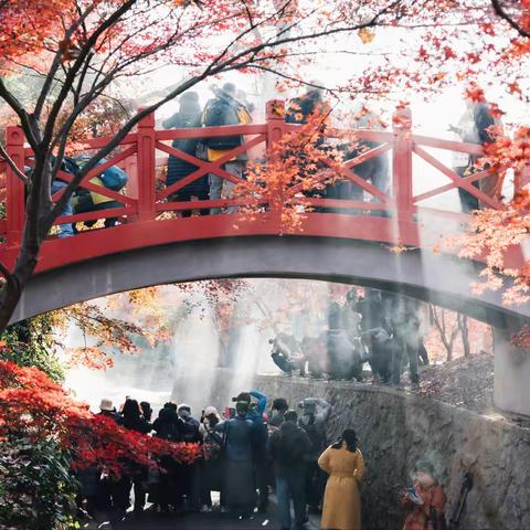 红“枫”了！红枫岗C位出道