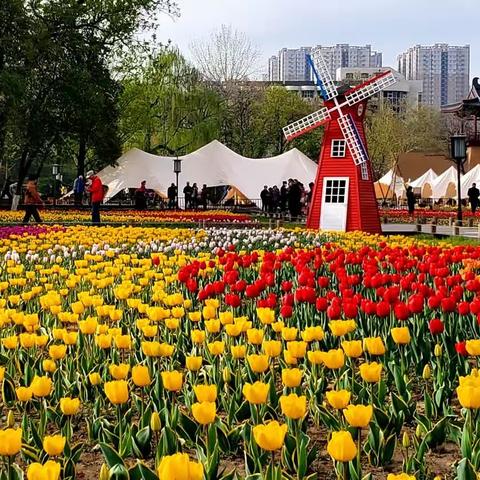 郁金香花开兴庆宫