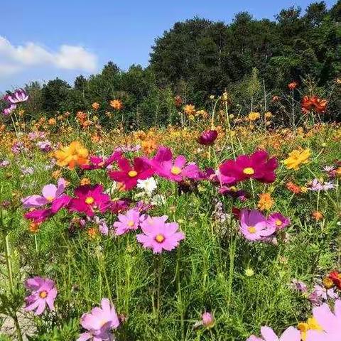 朵朵花开，快乐成长———朵朵四班班级叙事