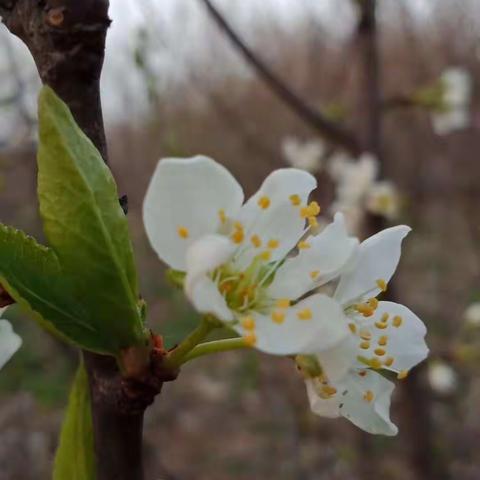 我和春天有个约会