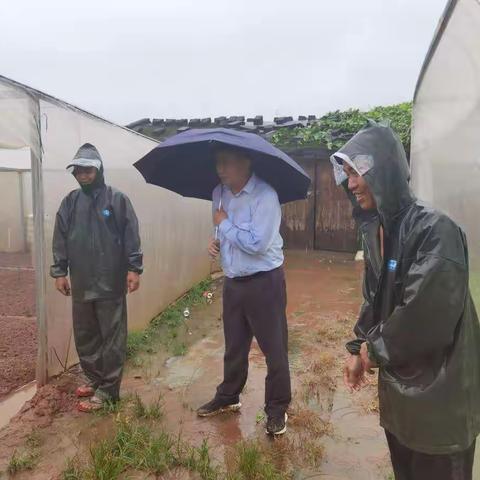 龙华区农业农村局局长王禄庄到城西镇蔬菜基地考察调研蔬菜生产供应工作